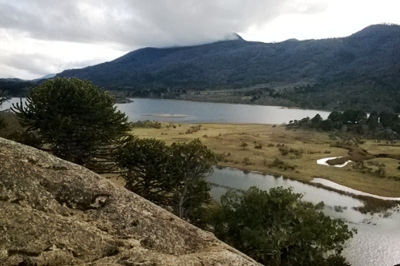 pehuenia